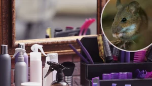 Myszy pchają się do domu? Wystarczy 1 kosmetyk, by wypłoszyć je na dobre