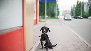 Kobieta porzuciła psa i odjechała taksówką. Grozi jej więzienie 