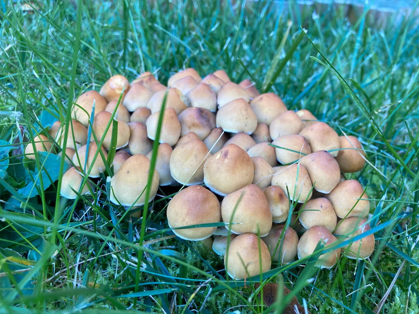 Twardzioszek przydrożny jest często spotykany na jesień w przydomowym ogródku