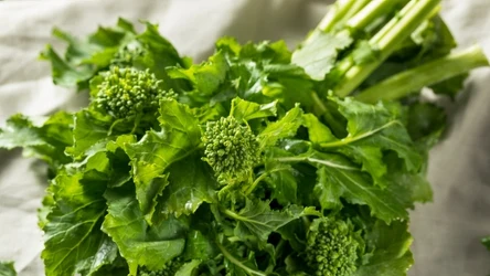 Rapini to warzywo, które powinno znaleźć się w twoim jadłsopisie