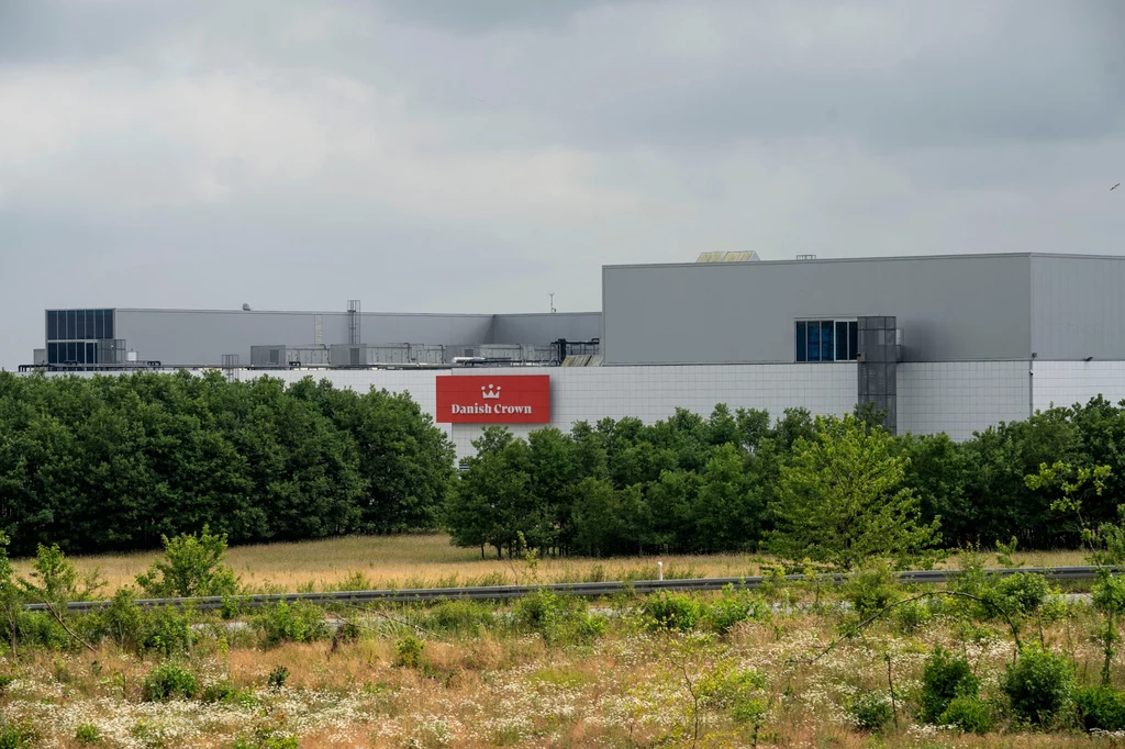 Producent i eksporter mięsa Danish Crown poinformował, że zamierza zwolnić około 500 pracowników