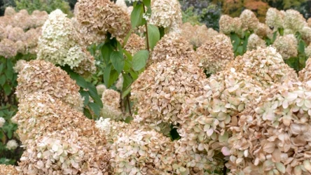 Jak zadbać o hortensje jesienią? Zabezpiecz je na zimę. 