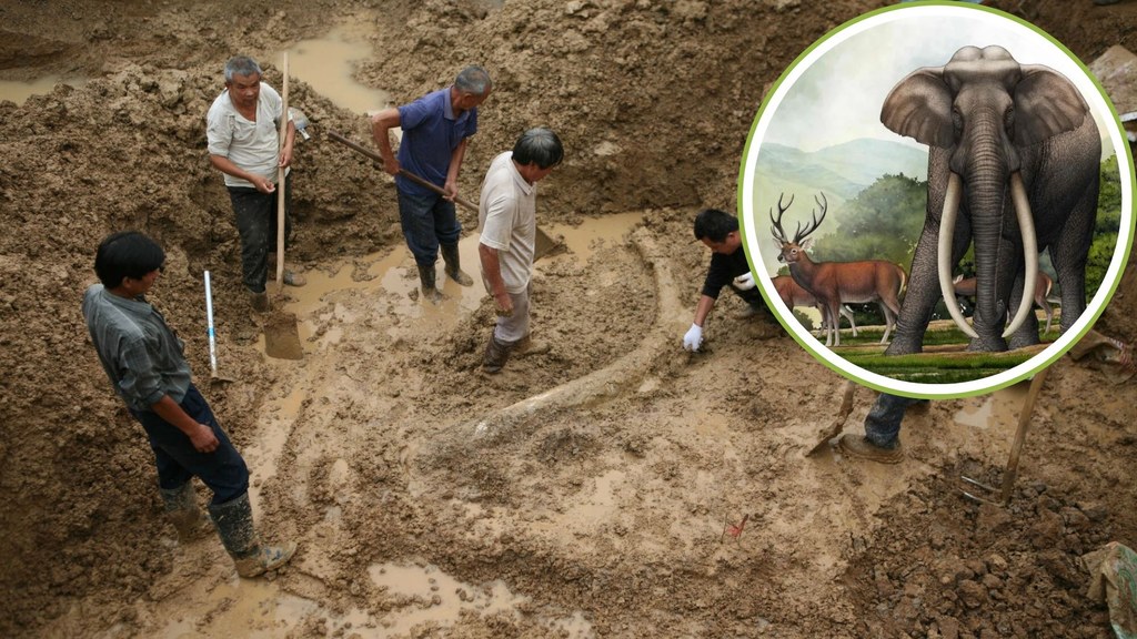 Palaeoloxodon był ogromnym słoniem żyjącym na terenie Azji