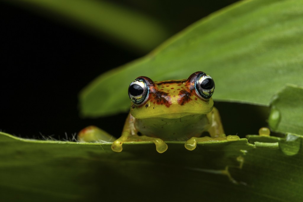 Żaba z rodzaju Boophis w lesie Analamazaotra na Madagaskarze