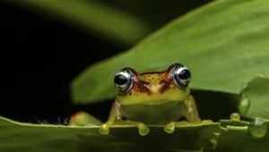 Żaba z rodzaju Boophis w lesie Analamazaotra na Madagaskarze