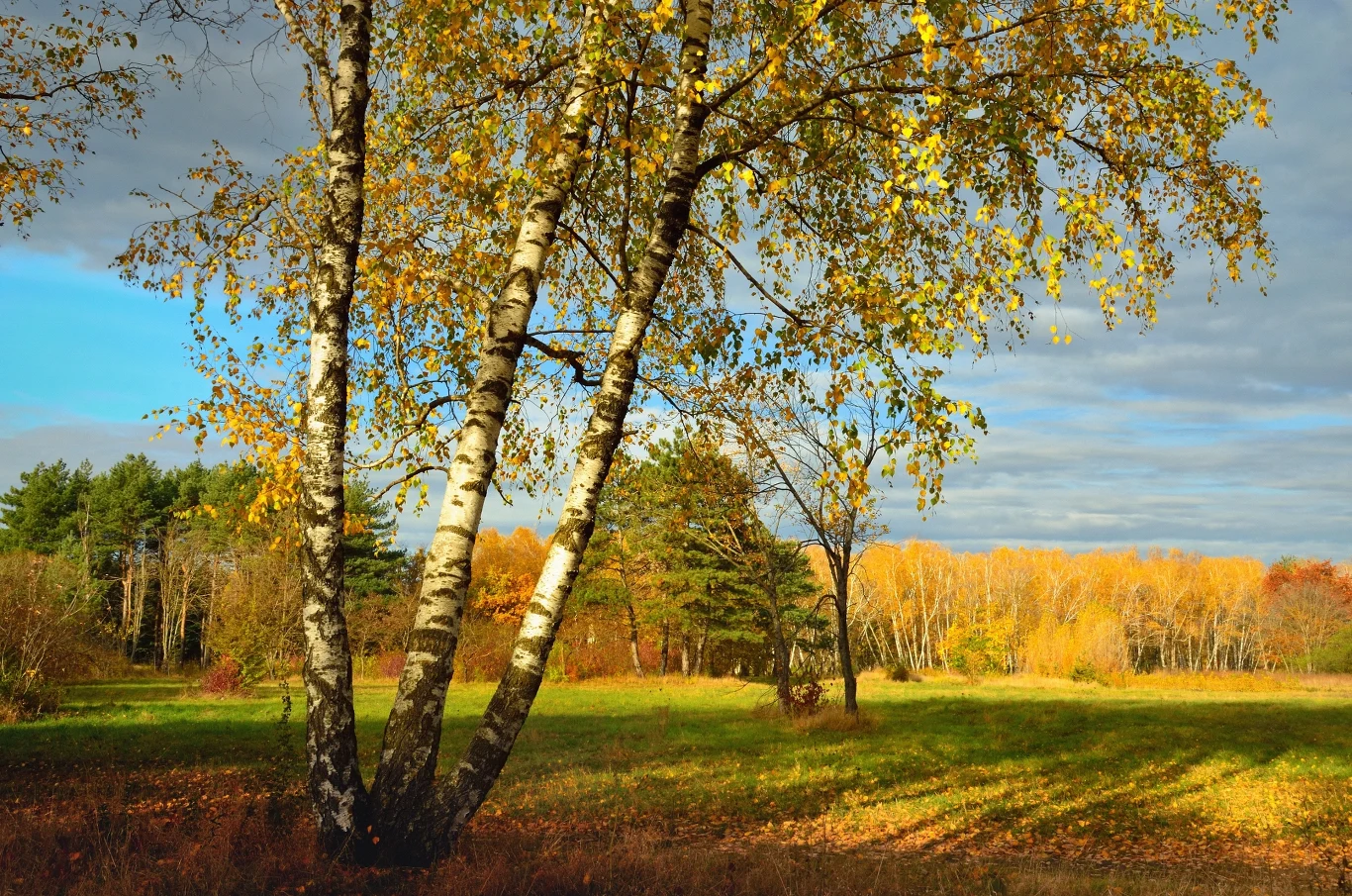 Rośliny do ogrodu, które oczyszczają powietrze. Na jakie gatunki warto postawić? Rośliny do ogrodu, które oczyszczają powietrze. Na jakie gatunki warto postawić?