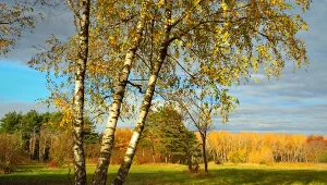 Posadź w ogrodzie te rośliny. Ochronią cię przed smogiem 