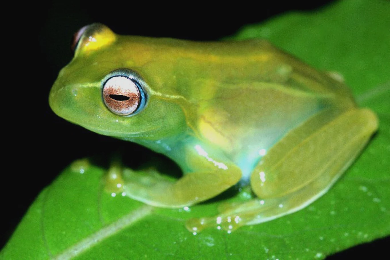 Boophis ankaratra - jeden z gatunków żyjących na Madagaskarze o cienkiej, niemal przezroczystej skórze