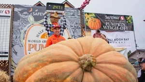 Ta dynia waży tyle, co dwa niedźwiedzie. A wy gotowi na Halloween?