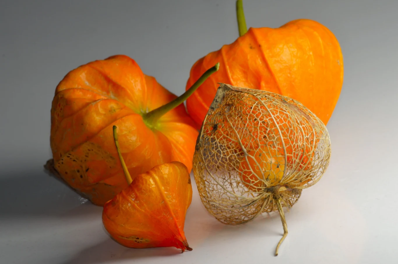 Miechunkę pomidorową uznaje się za ozdobę, bo wytwarza charakterystyczne lampiony