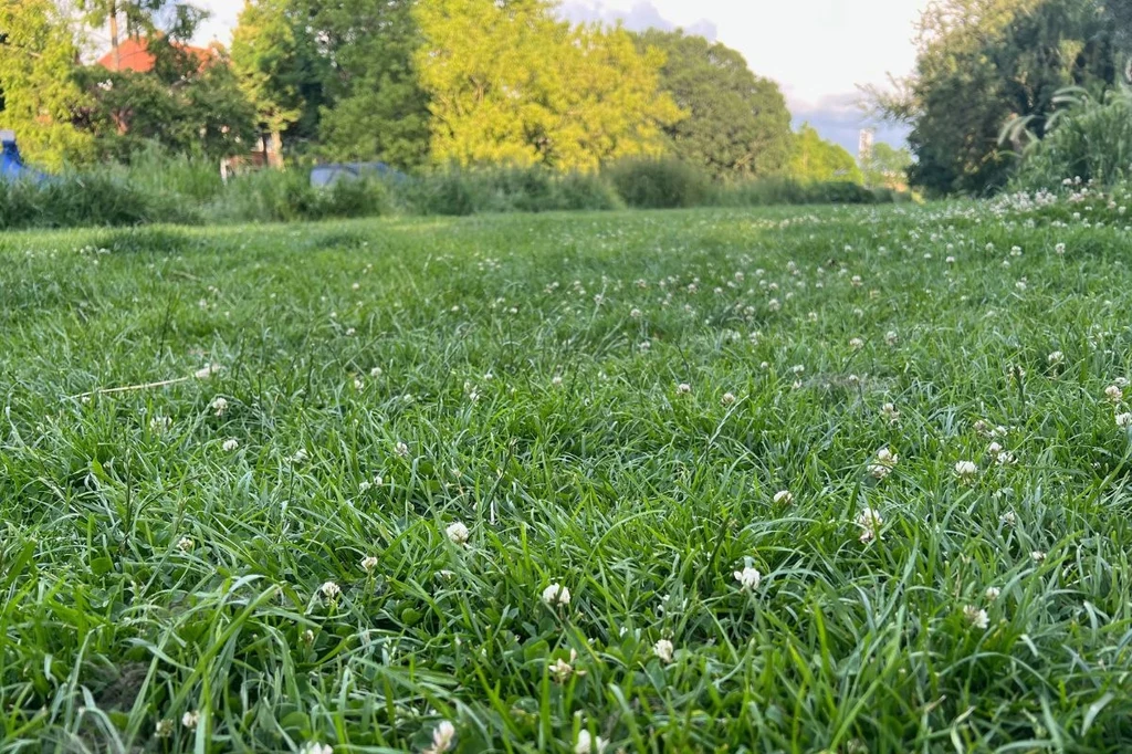 Zakasaj rękawy i ruszaj do ogrodu. Inaczej trawnik zarośnie chwastami