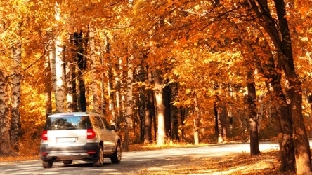 W lesie można parkować tylko w wyznaczonych miejsach.