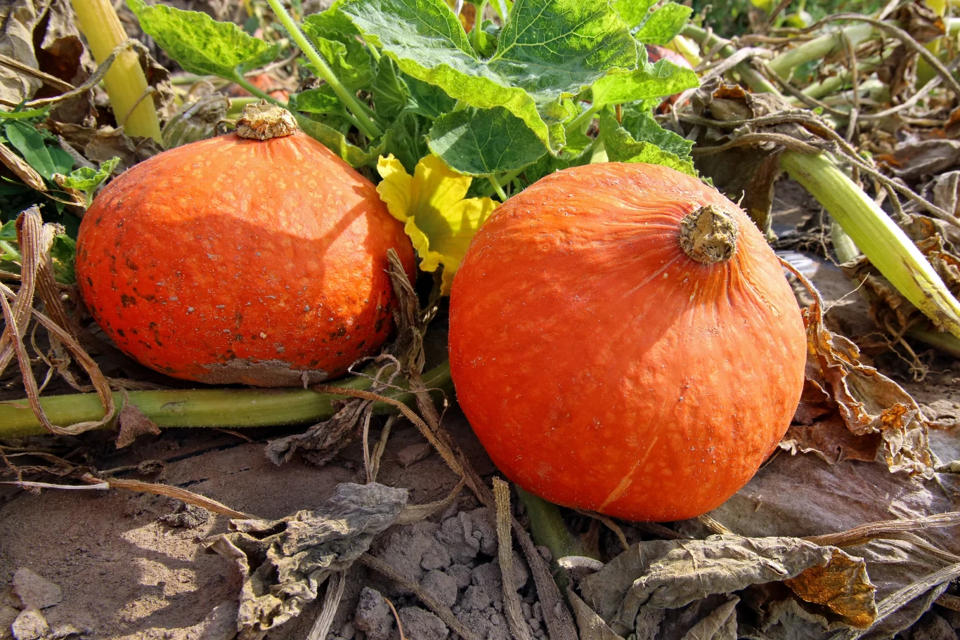 Dynia Hokkaido to popularna odmiana, chętnie uprawiana w przydomowych ogródkach. Dynia Hokkaido to popularna odmiana, chętnie uprawiana w przydomowych ogródkach.