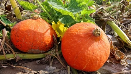 Dynia Hokkaido to popularna odmiana, chętnie uprawiana w przydomowych ogródkach. 