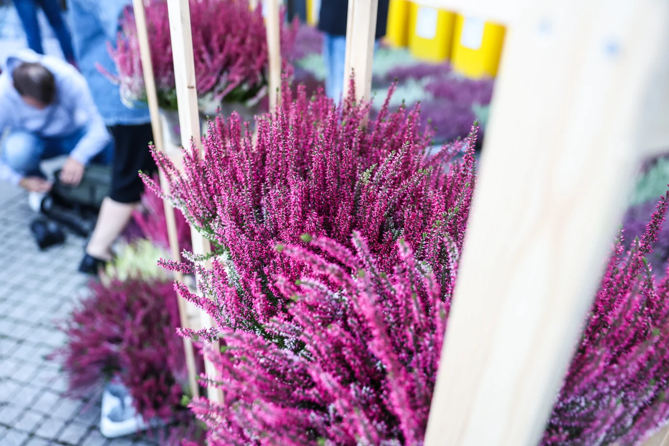 Wrzosy mogą być elementem licznych dekoracji na cmentarz. Przyozdobią grób na wiele tygodni. 