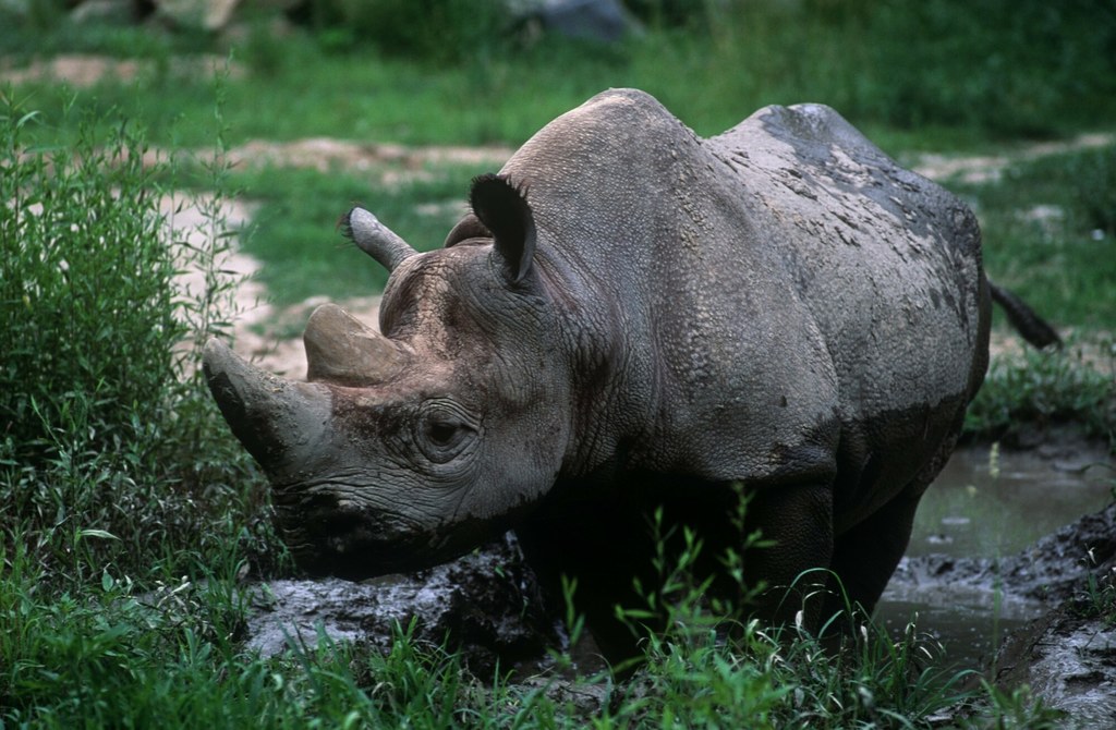 Ceratotherium simum, czyli nosorożec biały, który wcale nie jest... biały