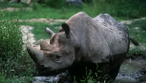 Ceratotherium simum, czyli nosorożec biały, który wcale nie jest... biały