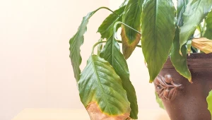 Rośliny doniczkowe mają brązowiejące liście? Być może popełniasz ten błąd 