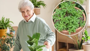 Każda babcia ma ją na parapecie. Nie ma lepszego sposobu na przeziębienie