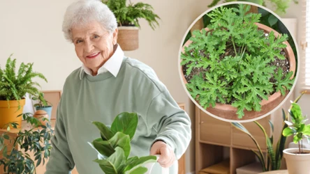 Anginka jest rośliną bardzo wdzięczną i łatwą w uprawie