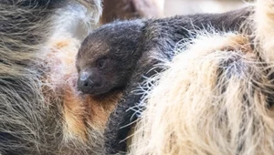 W łódzkim zoo na świat przyszedł leniwiec dwupalczasty, zdj. ilustracyjne