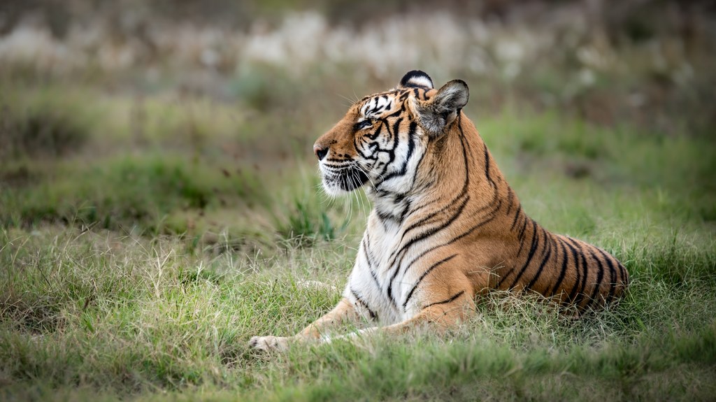 Tygrys bengalski żyje w Indiach, Nepalu i Bangladeszu