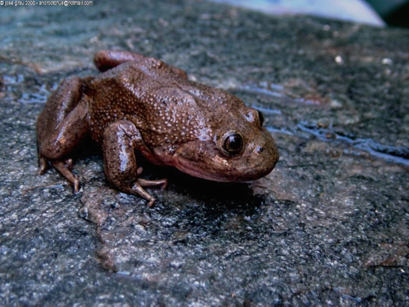 Żaba z rodzaju Telmatobius. Te płazy zamieszkują Amerykę Południową Żaba z rodzaju Telmatobius. Te płazy zamieszkują Amerykę Południową