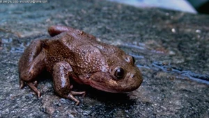 Żaba z rodzaju Telmatobius. Te płazy zamieszkują Amerykę Południową