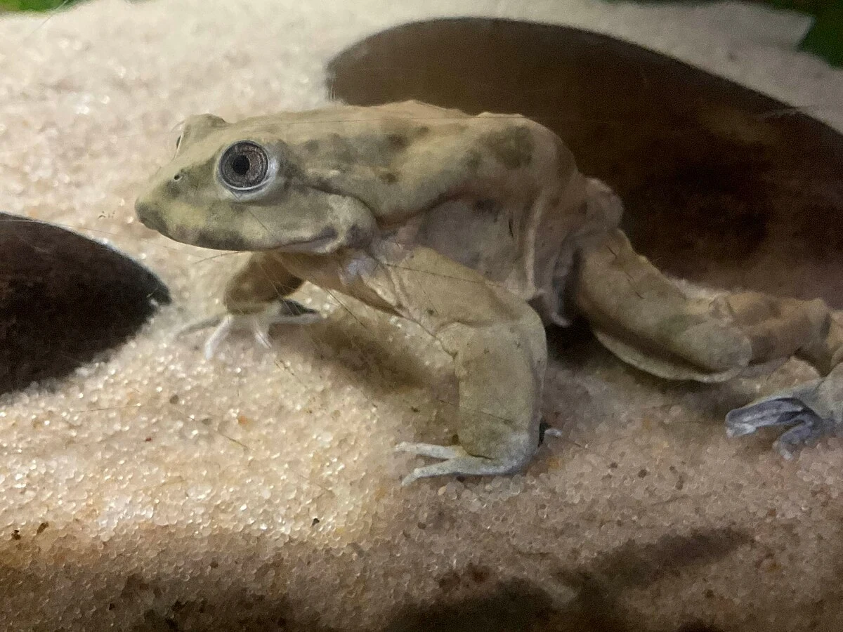 Telmatobius culeus - żaba z wysokogórskiego jeziora Titicaca