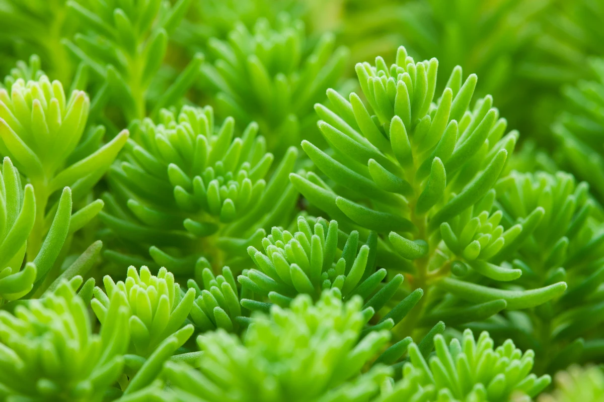 Rozchodniki mogą początkowo być zielone, ale z czasem przebarwiają się (fot. Getty Images) Rozchodniki mogą początkowo być zielone, ale z czasem przebarwiają się (fot. Getty Images)