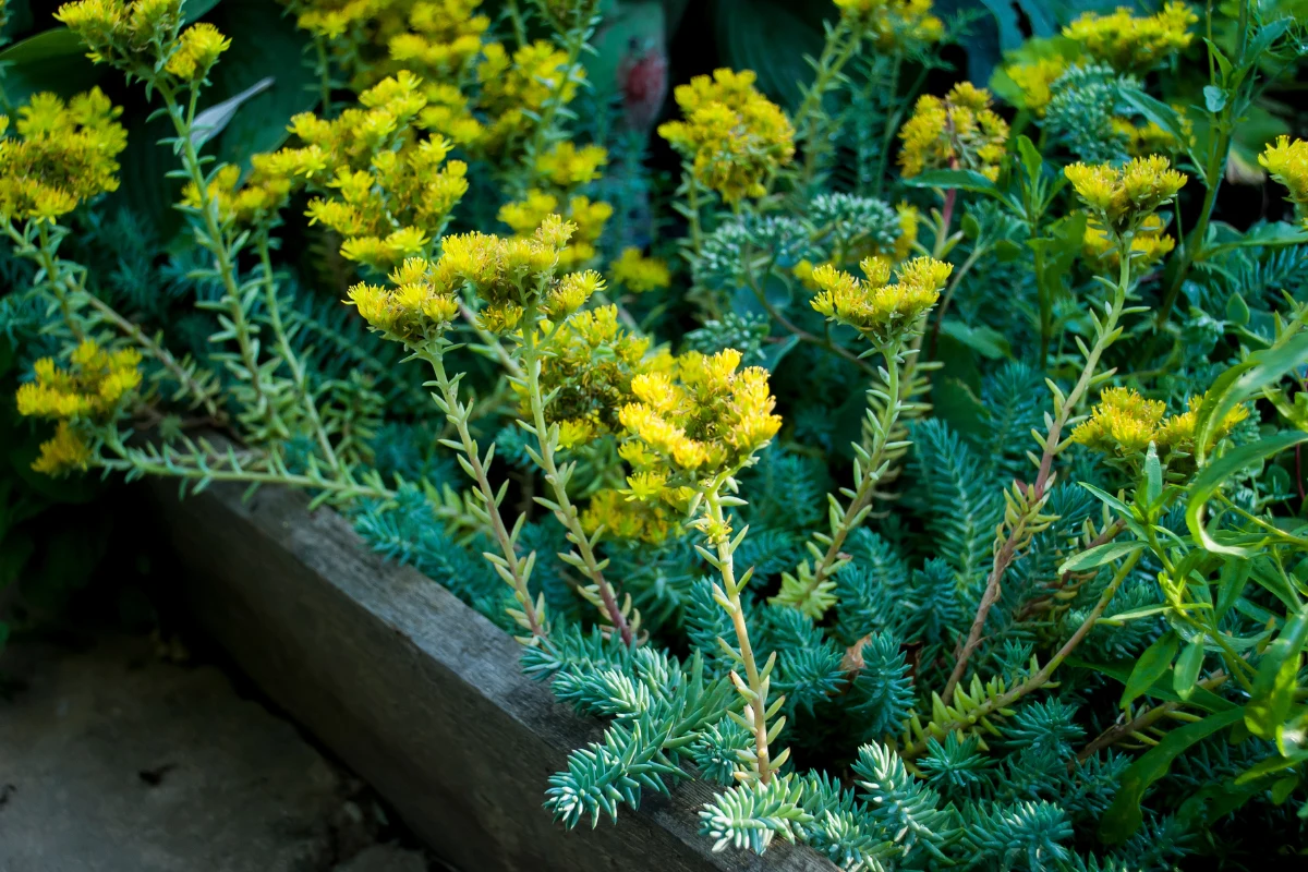 Rozchodniki mogą być zestawiane z innymi sukulentami (fot. Getty Images) Rozchodniki mogą być zestawiane z innymi sukulentami (fot. Getty Images)