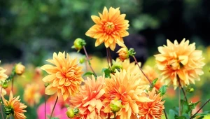 Te kwiaty możesz posadzić już w marcu. Będą kwitły do późnej jesieni