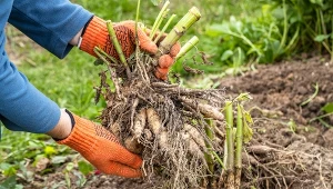 Te kwiaty posadź w marcu. Jeśli zrobisz to dobrze, będą kwitły do jesieni