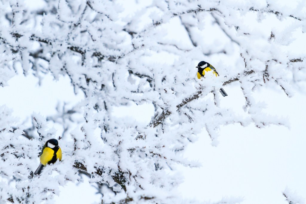 Niektóre gatunki ptaków odporne na niskie temperatury. 