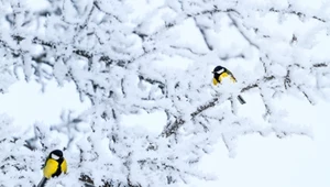 Ptaki nie zamarzają zimą. Dlaczego niskie temperatury nie są im straszne?