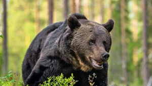 Nie widzieli niedźwiedzi od lat. Kolejny atak na grzybiarza