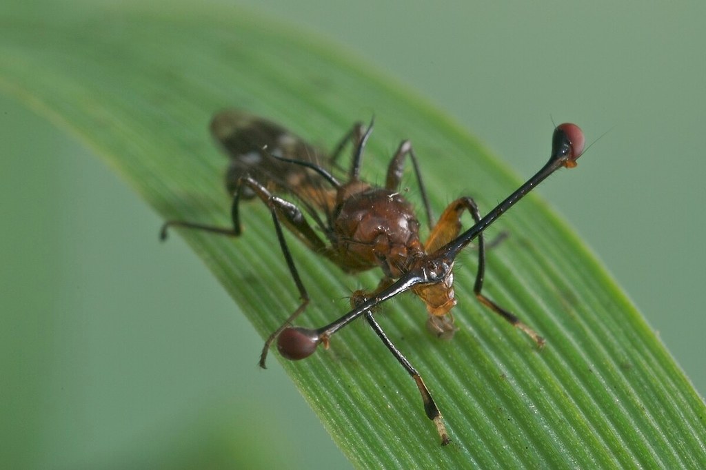 Diopsidae to muchówki o niezwykłych oczach