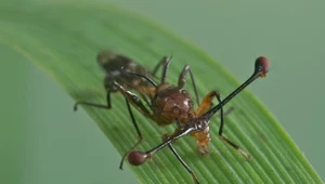 A jednak rozmiar ma znaczenie! Przynajmniej dla agresji. Owady udowodniły