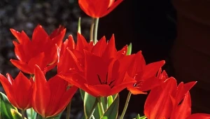 Te tulipany będą kwitły przez lata. Są praktycznie bezobsługowe