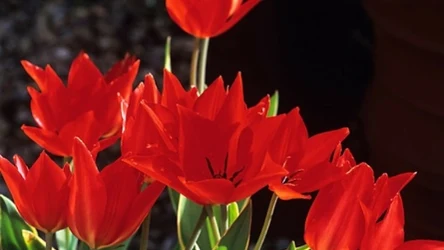 Tulipan dostojny (Tulipa praestans) nie wymaga wykopywania cebulek. Zresztą nie tylko ta odmiana