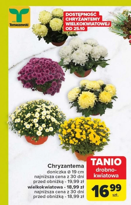 Chryzantema Tomaszewski