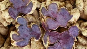 Jak działa czarny imbir? Jak się go stosuje?