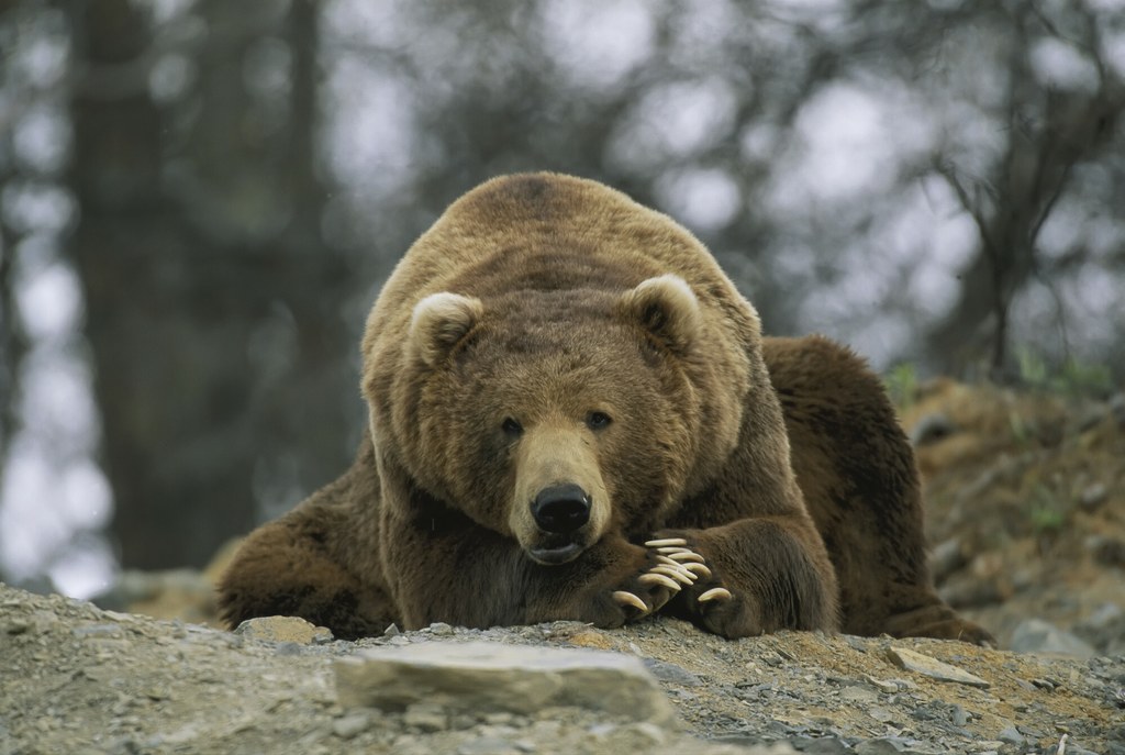 Niedźwiedź grizli może być niebezpieczny dla człowieka