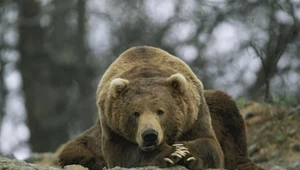 Oskarżyli niedźwiedzia o zabicie człowieka. Grizli okazał się niewinny