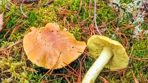 Tych grzybów nigdy nie susz. Możesz się poważnie zatruć