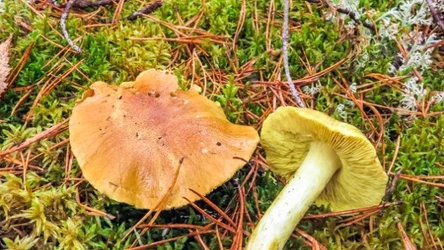 Gąski zielone nie nadają się do suszenia  