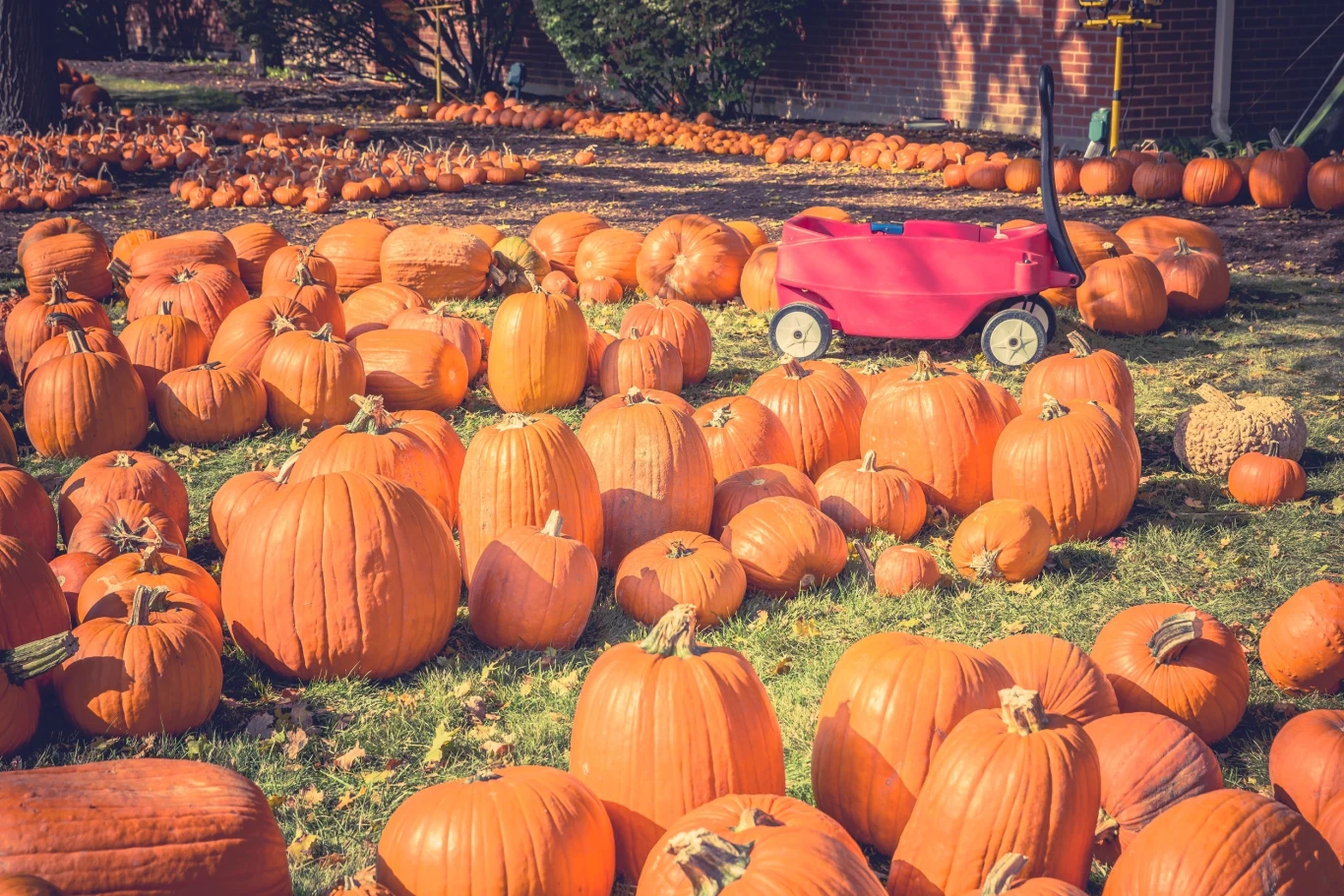 Polacy pokochali farmy dyń Polacy pokochali farmy dyń
