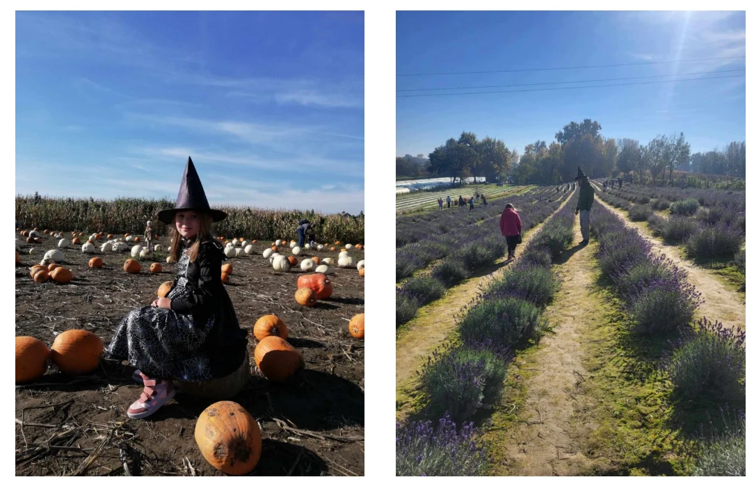 Farmę dyń w Wawrzeńczycach docenią i dzieci i dorośli Farmę dyń w Wawrzeńczycach docenią i dzieci i dorośli