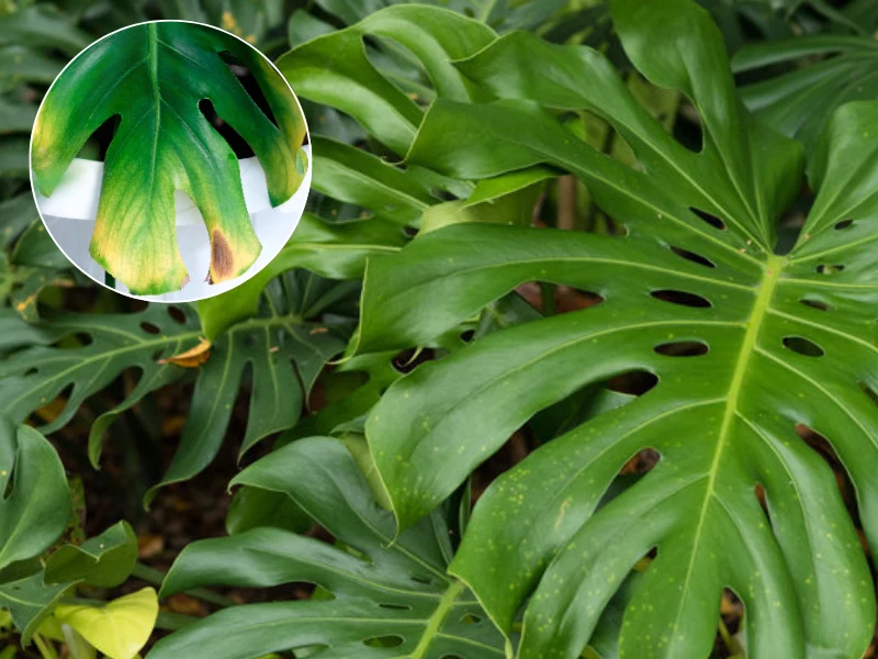 Dlaczego liście monstery żółkną? To niepokojący sygnał, którego nie powinieneś lekceważyć Dlaczego liście monstery żółkną? To niepokojący sygnał, którego nie powinieneś lekceważyć