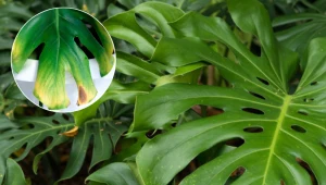 Liście monstery żółkną? Działaj szybko, nim masowo zaczną opadać